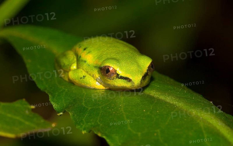 Madagascar frog
