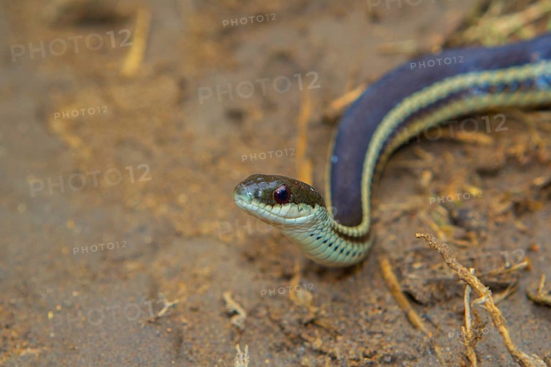 Snake