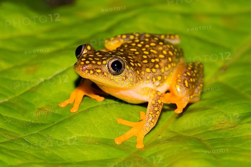 Whitebelly reed frog