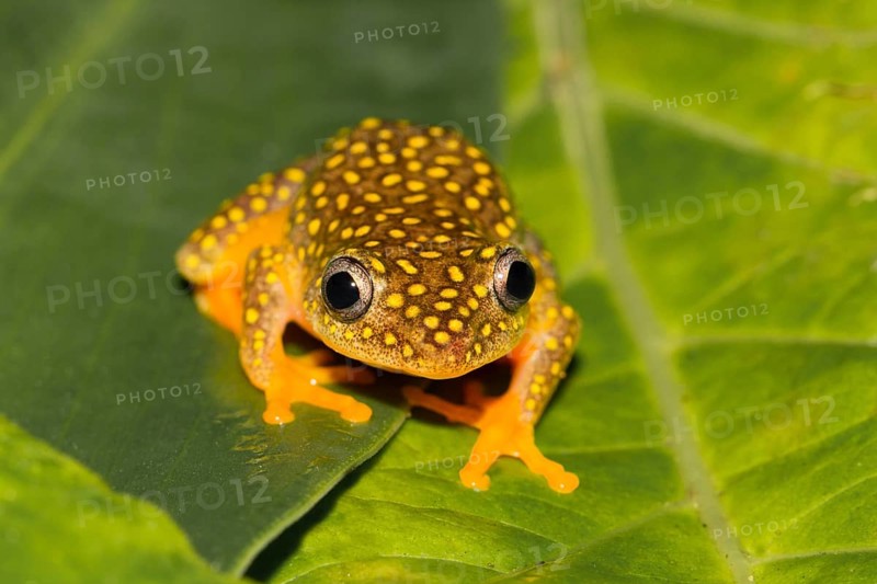Whitebelly reed frog