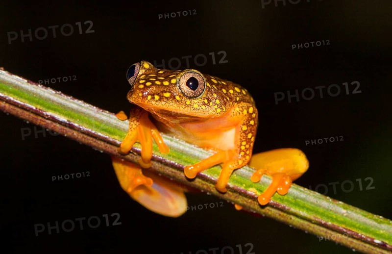 Whitebelly reed frog