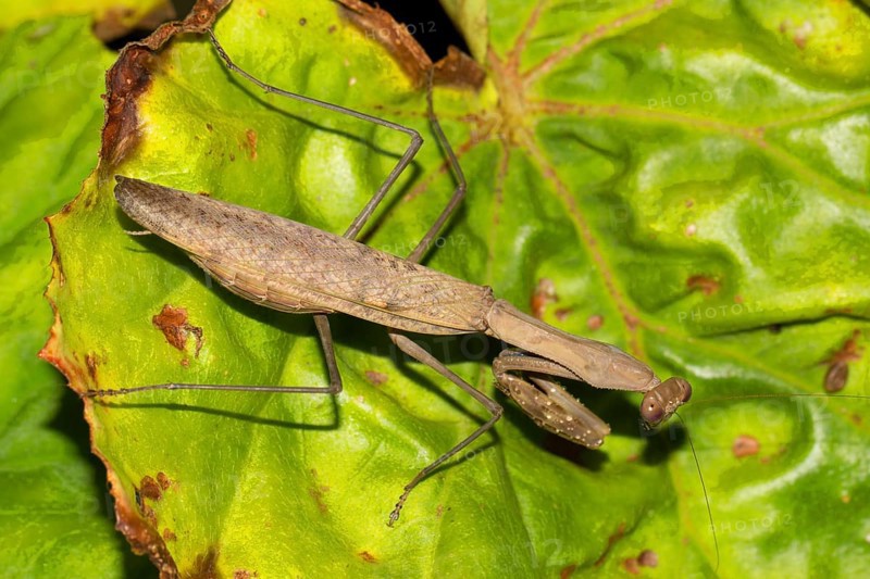 Mantis