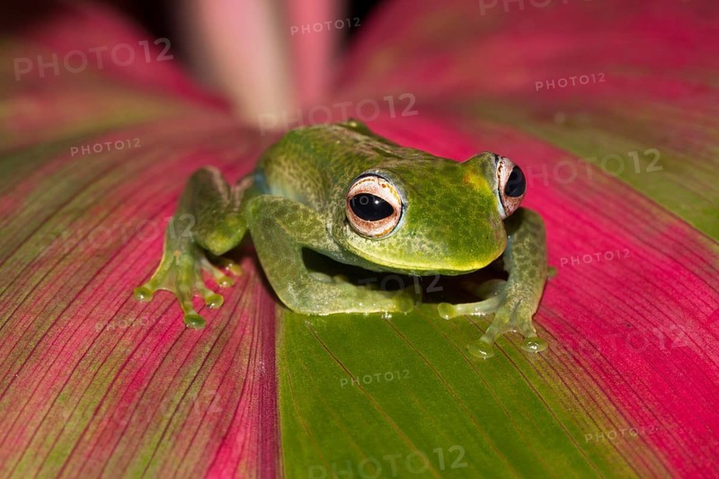 Madagascan frog