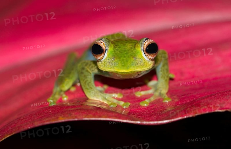 Boophis elenae