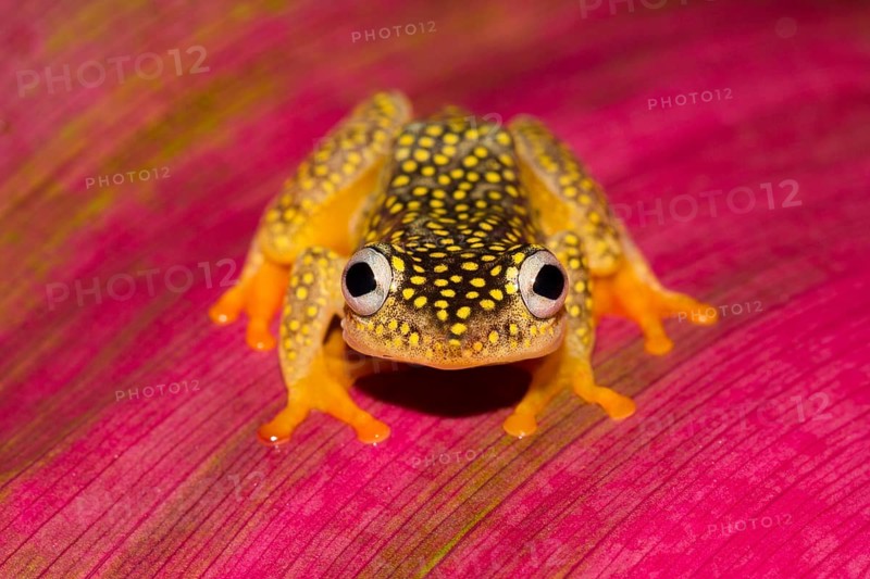 Whitebelly reed frog