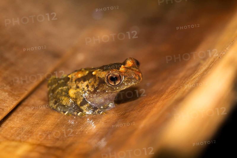 Narrow mouthed frog