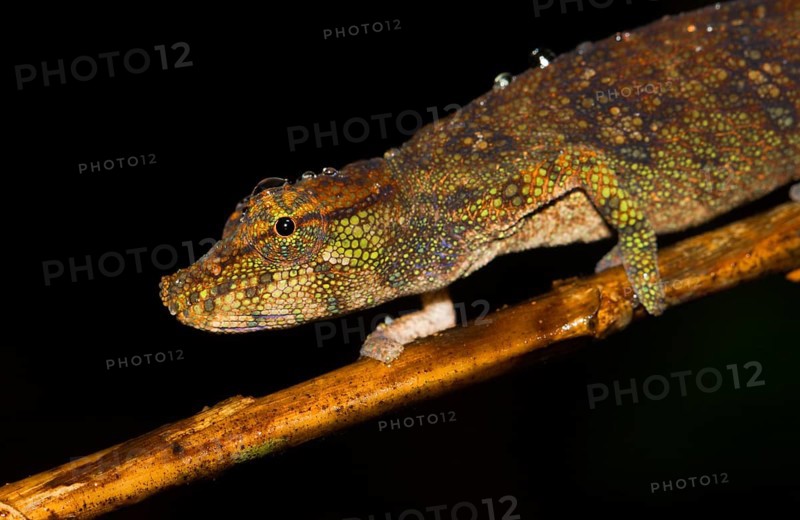 Chameleon