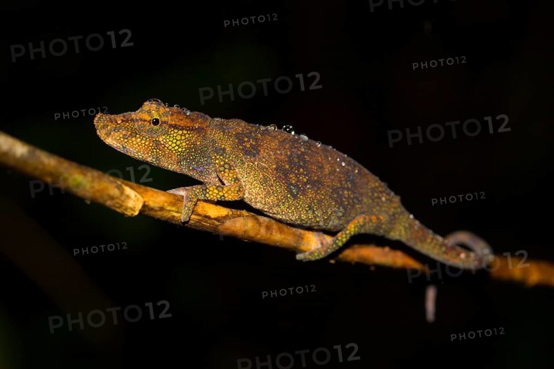 Chameleon