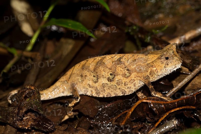 Brown leaf chameleon