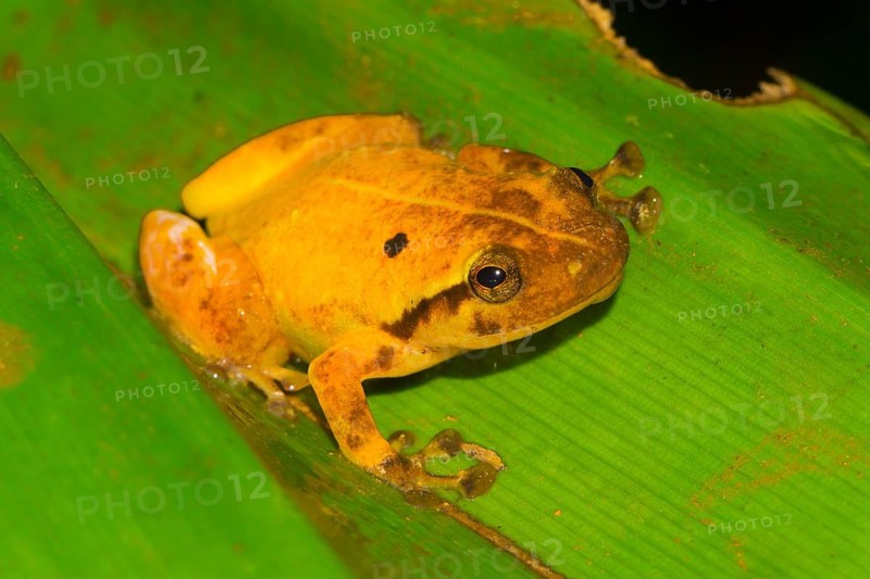 Narrow mouthed frog