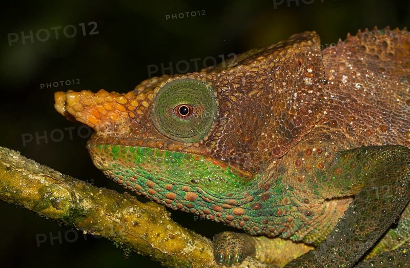 O'Shaughnessy's chameleon