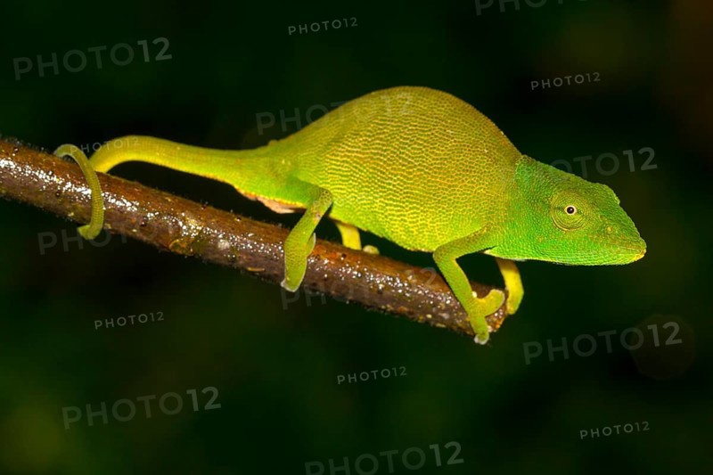 Chameleon