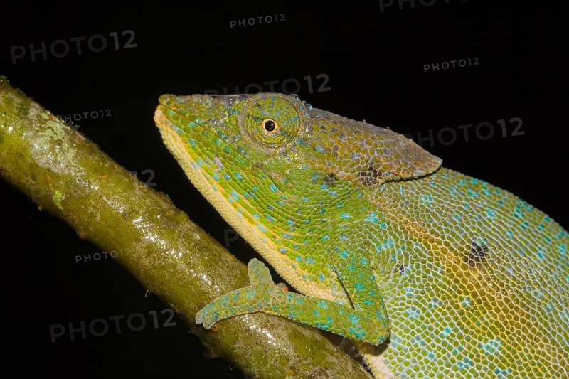 Chameleon