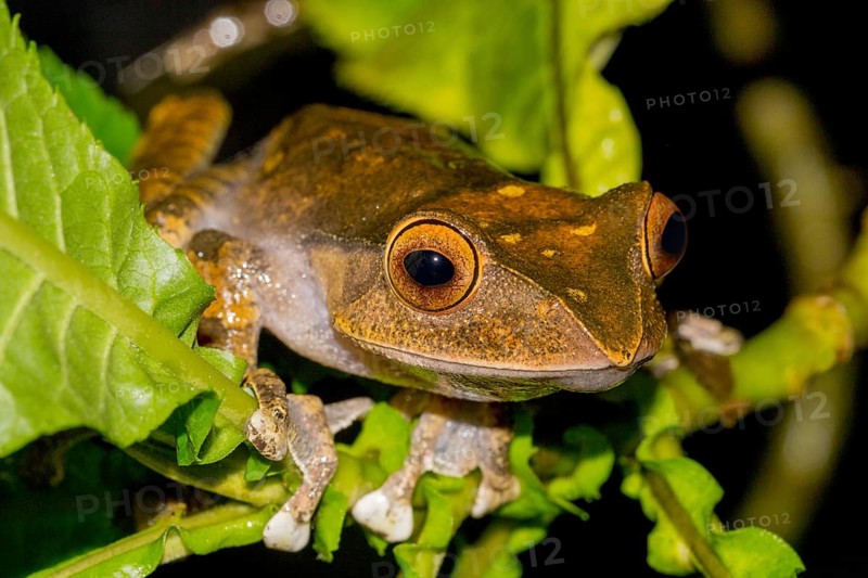 Madagascar Bright-eyed Frog