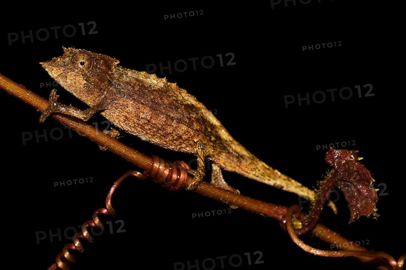 Elongate leaf chameleon