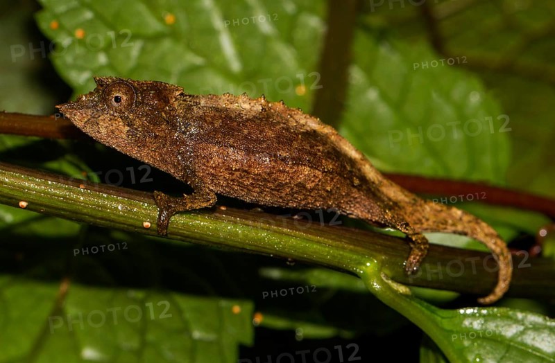 Elongate leaf chameleon