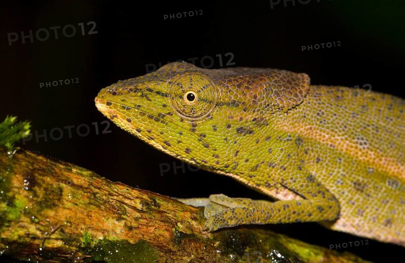 Chameleon