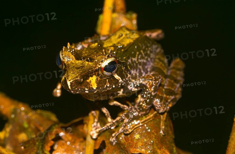 Decary's Madagascar Frog
