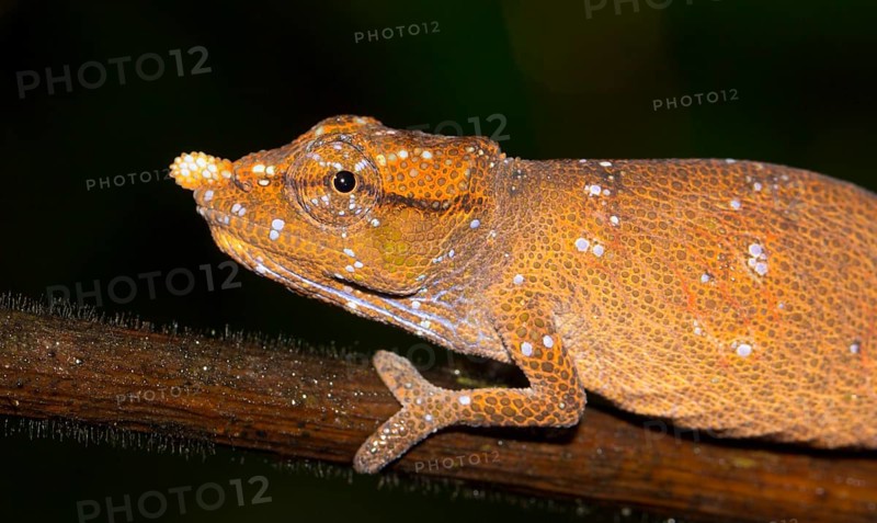 Nose-horned Chameleon