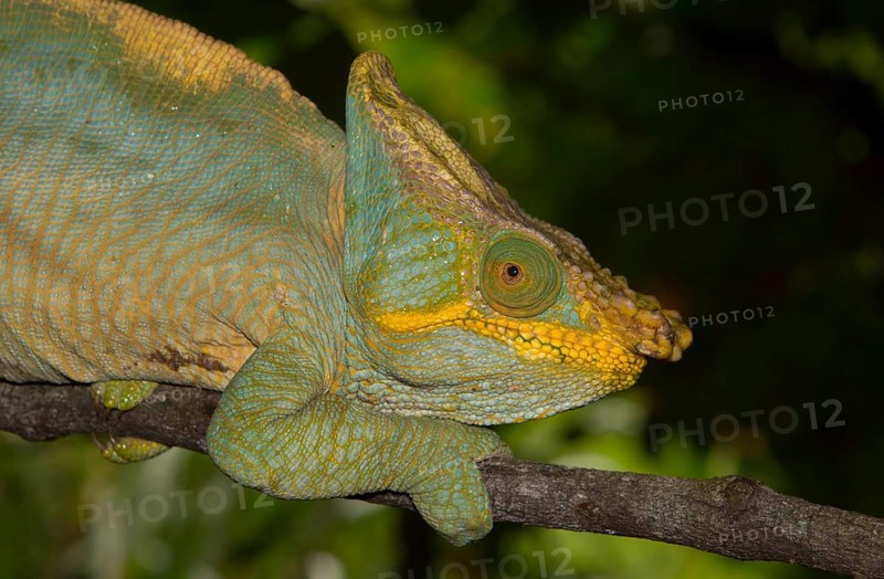 Parson's chameleon