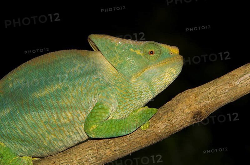 Parson's chameleon