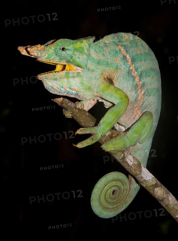 Chameleon