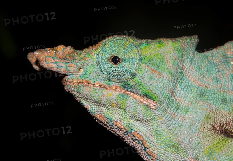 Chameleon