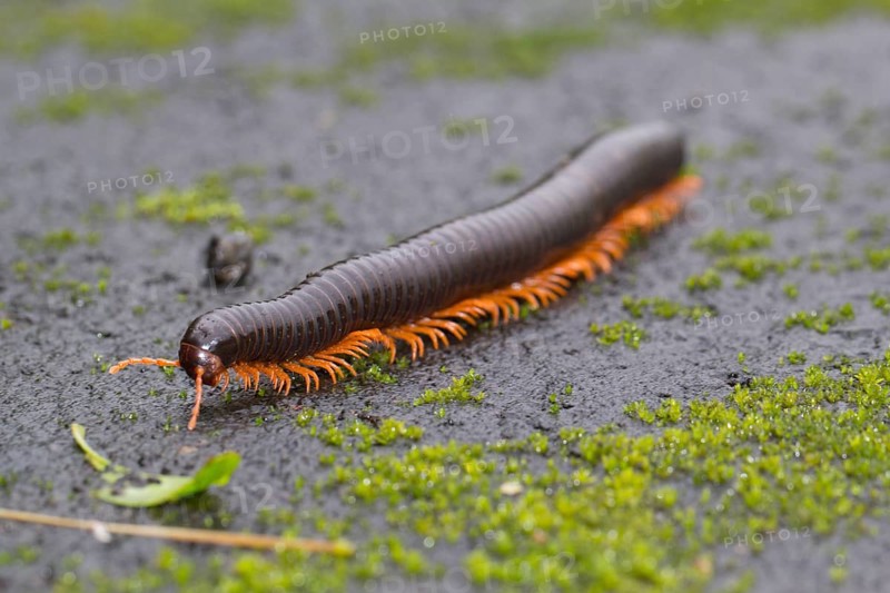 Millipede
