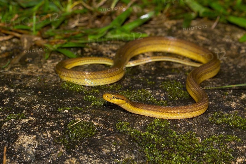 Snake
