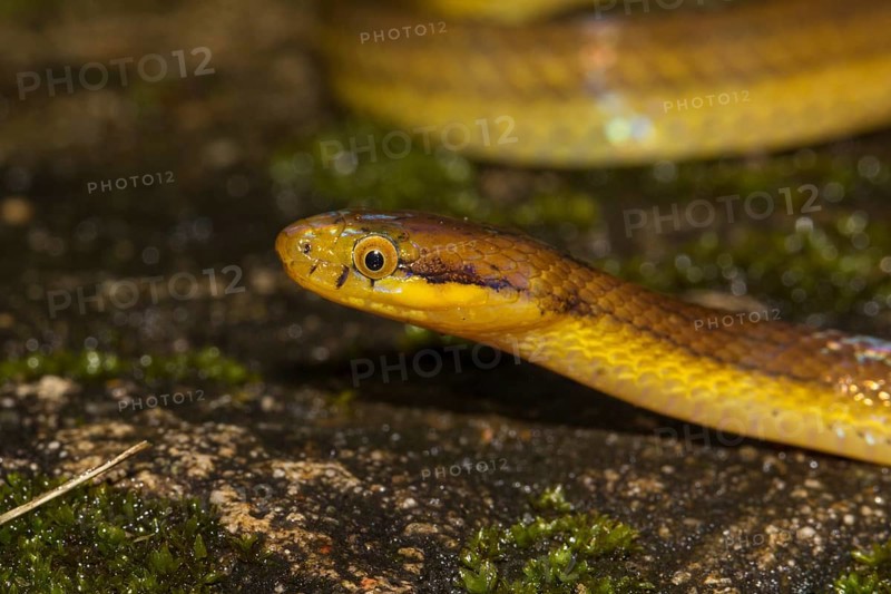 Snake