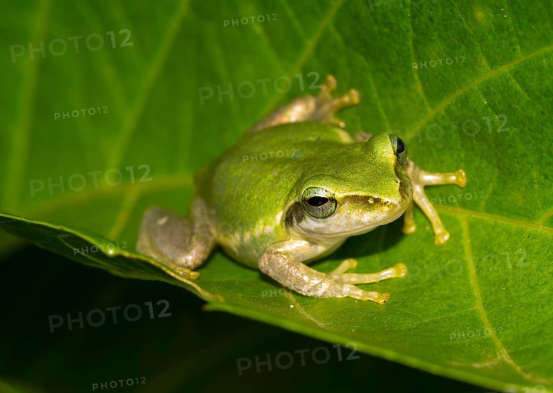Madagascar frog