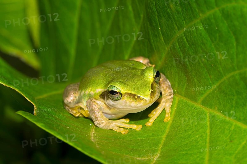 Dumeril's Bright-eyed Frog