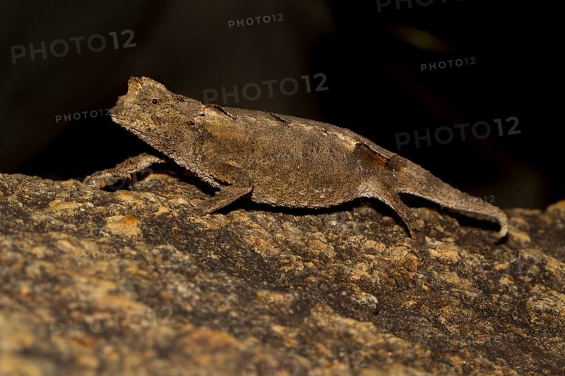 Leaf chameleon