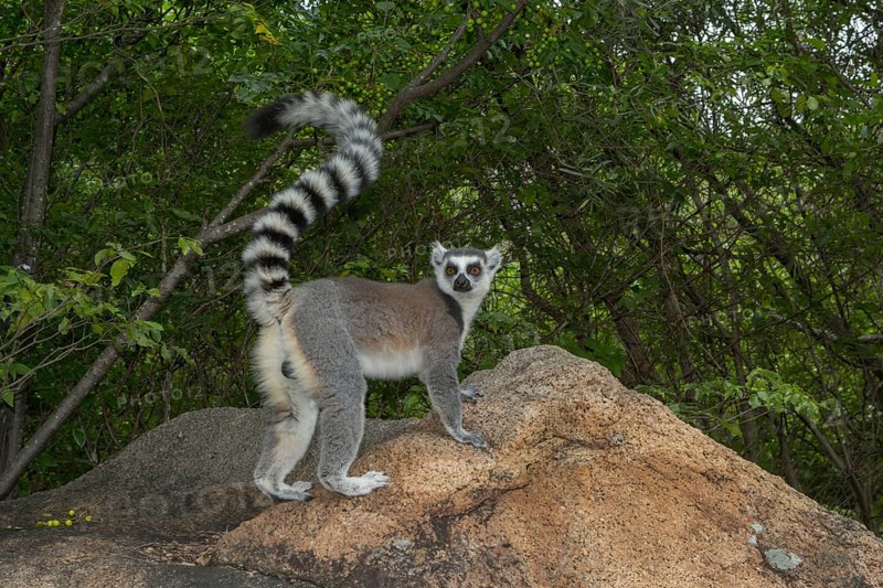 Ring-tailed Lemur