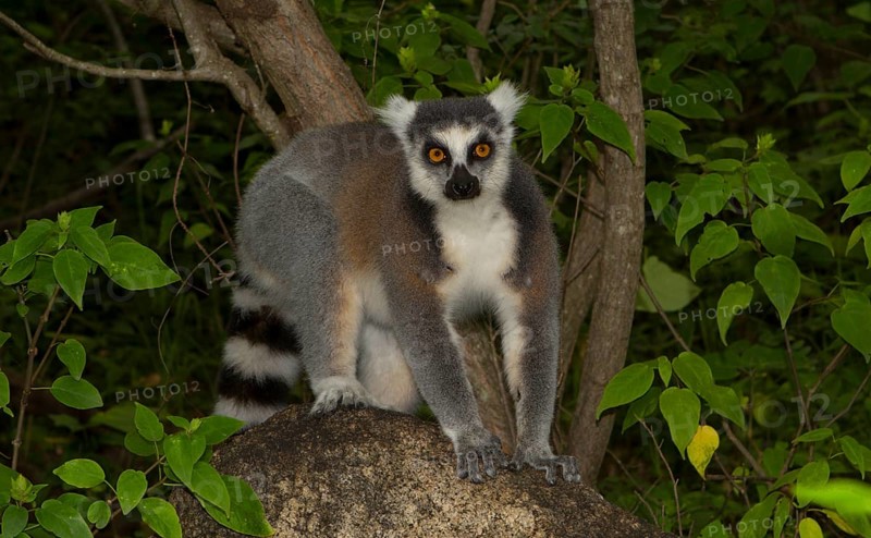 Ring-tailed Lemur