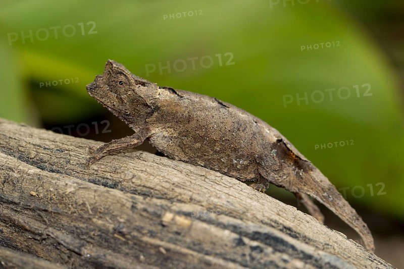 Leaf chameleon