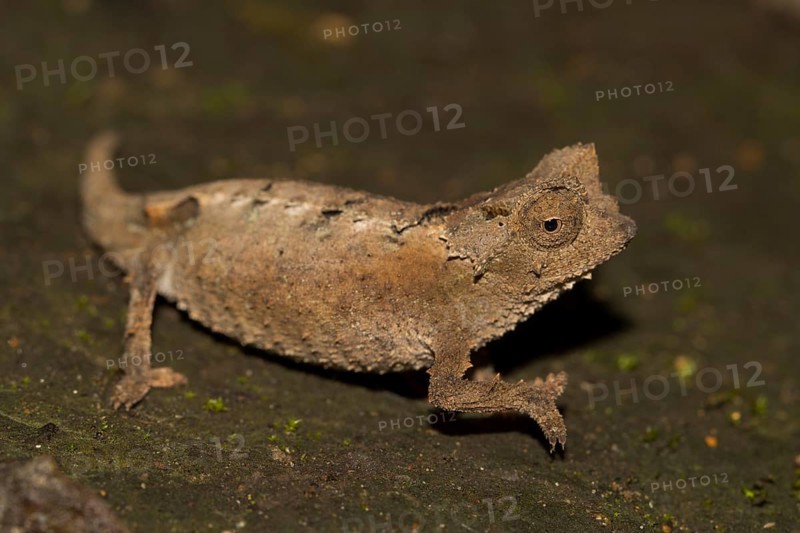 Leaf chameleon