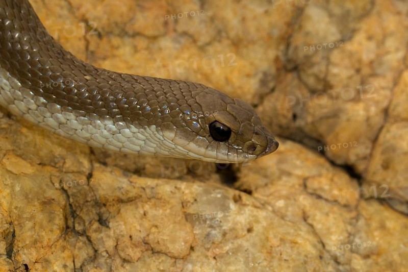 Blonde hognose snake