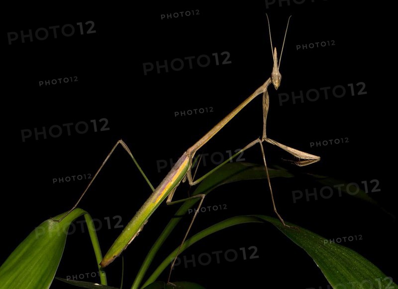 Mantis