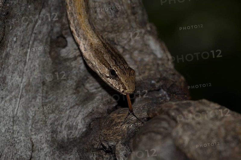 Common Big-eyed Snake