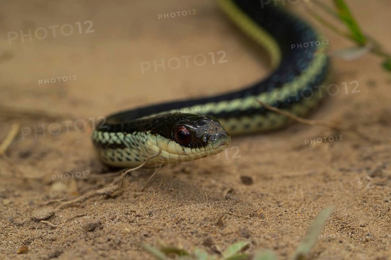 Lateral water snake
