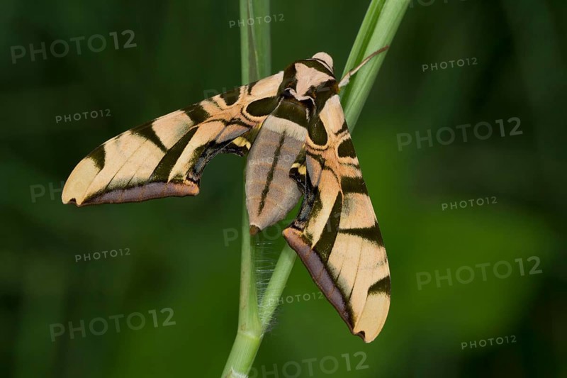 Moth