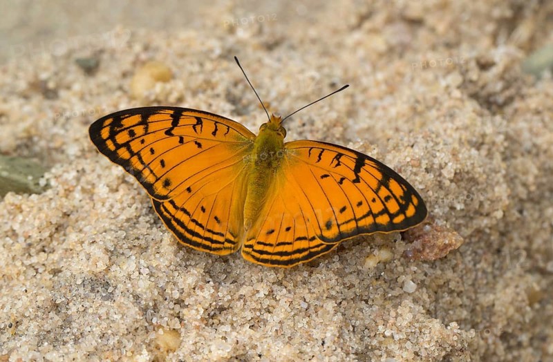 Leopard butterfly