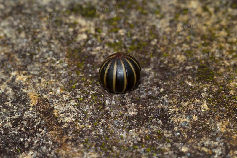 Giant pill millipede