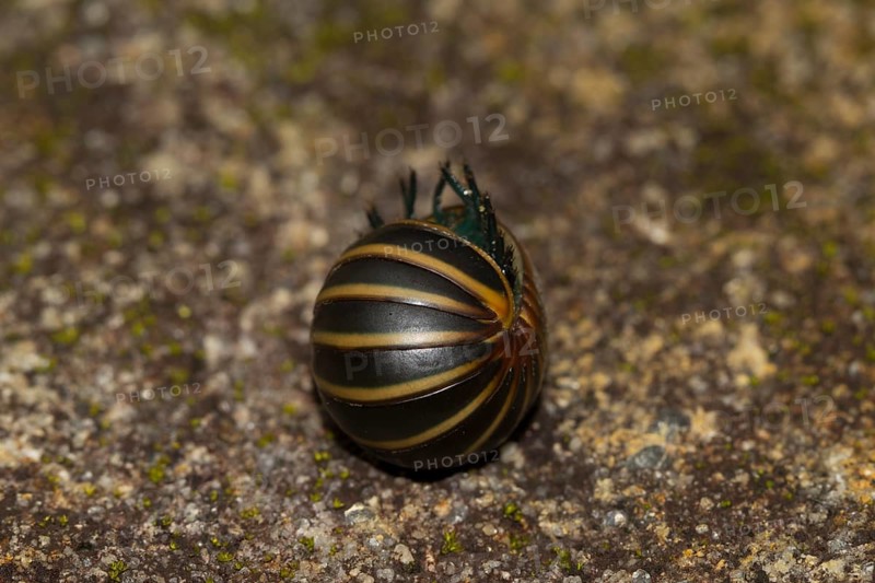 Giant pill millipede
