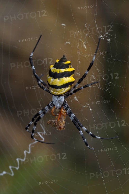 Wasp spider