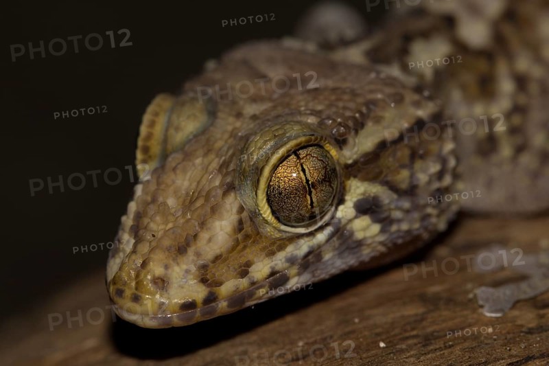 Mocquard's Madagascar ground gecko