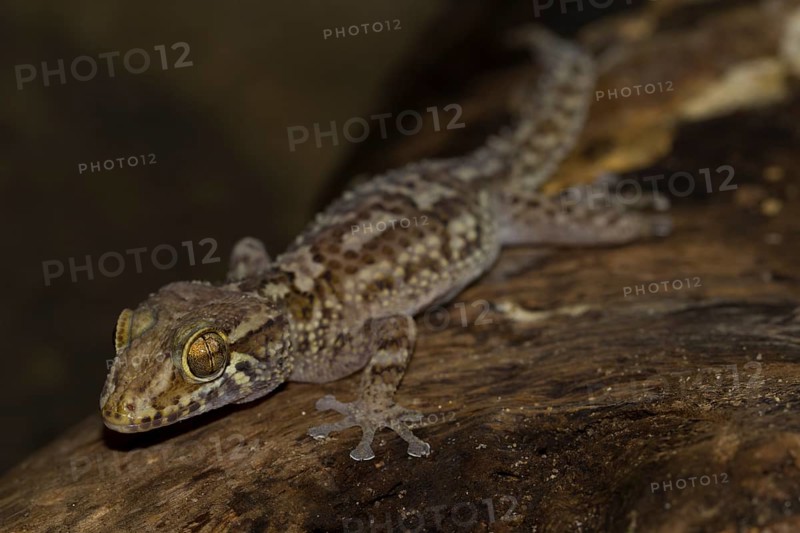 Mocquard's Madagascar ground gecko