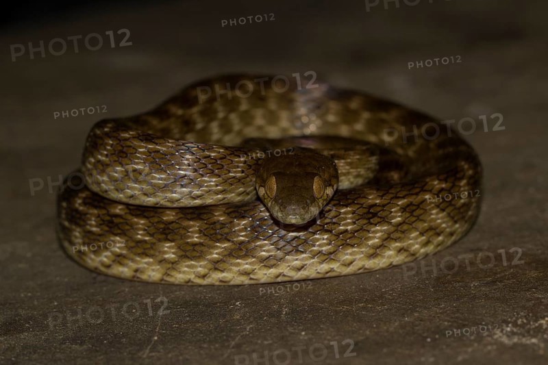 Madagascar night snake