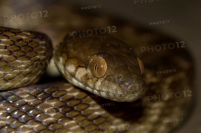 Snake